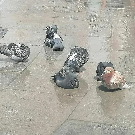 оазис 1 във アパート ヴァルナ