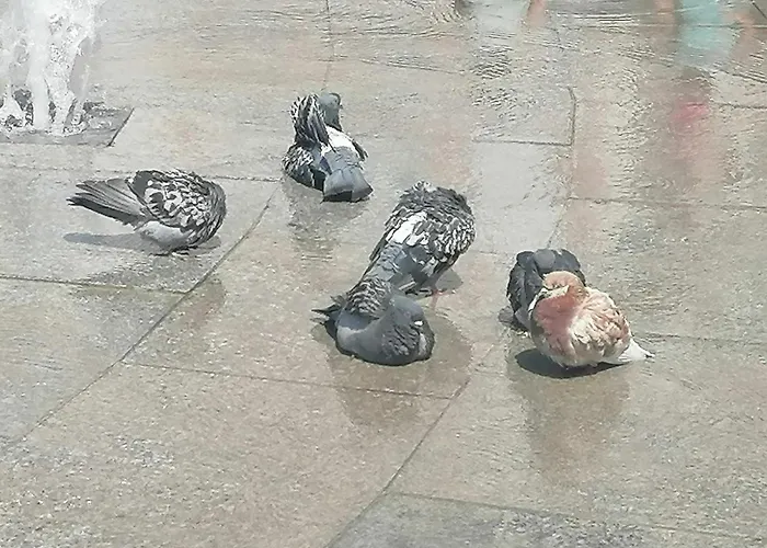 оазис 1 във Appartement Varna